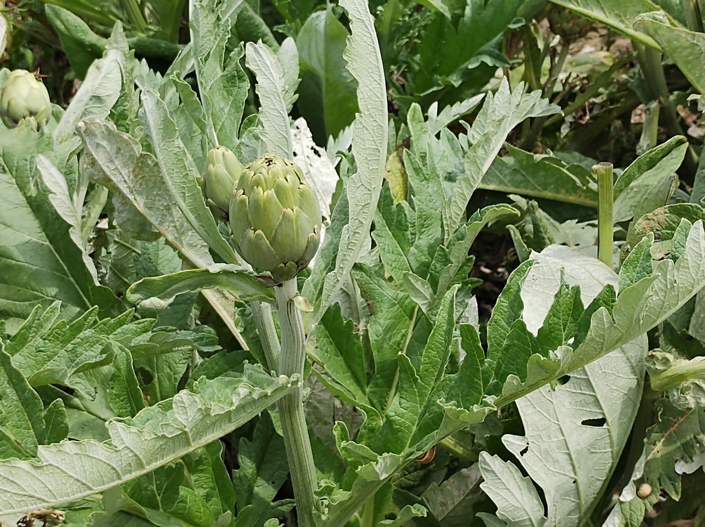 No s'ha trobat l'arxiu